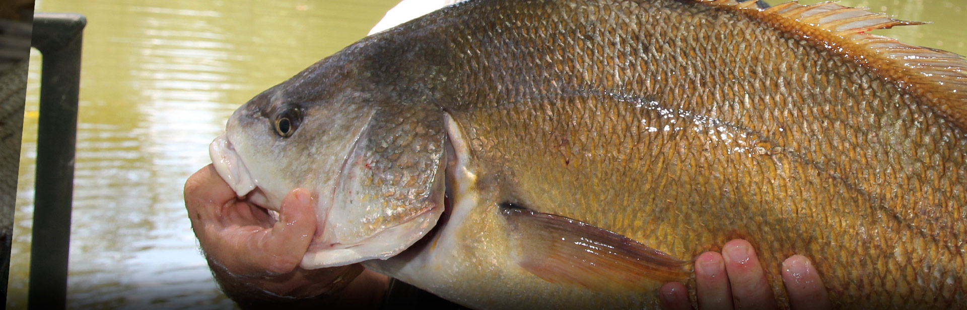 Drum Kentucky Department of Fish & Wildlife